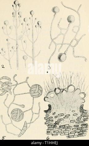 Diseases of cultivated plants and Diseases of cultivated plants and trees  diseasesofcultiv00massuoft Year: [1910?]  â im. Stock Photo