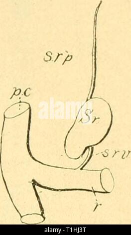 Dobutsugaku zasshi (1910) Dobutsugaku zasshi dobutsugakuzassh22niho