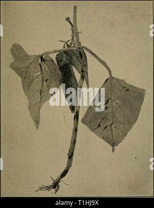 Diseases of economic plants (1910) Diseases of economic plants  diseasesofeconom02stev Year: 1910  VEGETABLE AND FIELD CROPS 199 power through the destruction of green tissue. Still greater loss follows from the spread of the disease to the pods as    Fig. 88. — Bean anthracnose upon stem and leaves of young plants. After Whetzel. they form, the unsightliness of the spotted pods greatly injuring their salability. Stock Photo