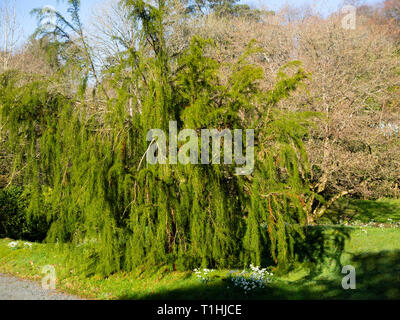 Drooping branches of the tender to half hardy Tasmanian Huon or Macquarie pine, Lagarostrobos franklinii Stock Photo