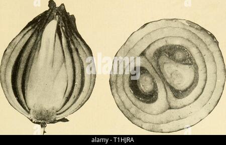 Diseases of economic plants (1921) Diseases of economic plants  diseasesofeconom01stev Year: 1921  Vegetable and Field Crops 209    Fig. 112. — Onions affected with soft-rot; longitudinal and cross sec- tion. After Stewart. Stock Photo