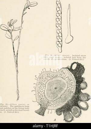 Diseases of plants induced by Diseases of plants induced by cryptogamuc parasites; introduction to the study of pathogenic fungi, slime-fungi, bacteria, and algae. English ed. by William G. Smith  diseasesofplants00tubeuoft Year: 1897  GIBBERA. 205 twigs brown and dead (Fig. 95). If more closely examined, the twigs will be found to bear patches of coal-black, Stock Photo