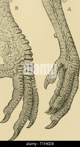 Diseases of poultry; their etiology, Diseases of poultry; their etiology, diagnosis, treatment, and prevention  diseasesofpoultr00pea Year: 1915  Fig. 41. - A. Normal leg of hen. B. Leg of hen affected with scaly leg. (After Megnin.) Stock Photo