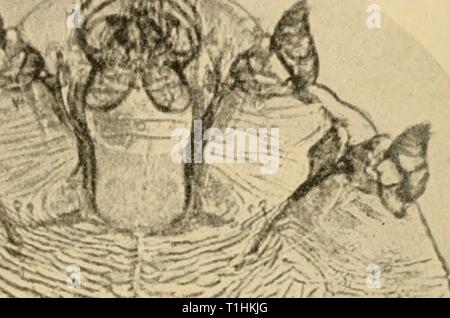 Diseases of poultry; their etiology, Diseases of poultry; their etiology, diagnosis, treatment, and prevention  diseasesofpoultr01pear Year: 1915  .•&lt;x-»    -'Mii mmms Stock Photo