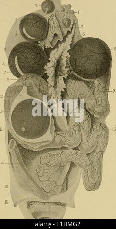 Diseases of poultry; their etiology, Diseases of poultry; their etiology, diagnosis, treatment, and prevention  diseasesofpoultr00pear Year: 1915  Fig. 55. — The reproductive or egg producing organs of a hen. See text for explanation of figures. (After Duval.) Stock Photo