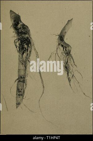 Diseases of economic plants (1910) Diseases of economic plants  diseasesofeconom02stev Year: 1910  VEGETABLE AND FIELD CROPS 297 Damping off may occur upon seed beds. The plants are attacked when very young, and death may result before    Fig. 129. — Tobacco roots showing effect of thielaviose. After Gilbert. they attain a height of more than 5-10 mm. In other cases of milder attack the roots alone are invaded and the plants Stock Photo