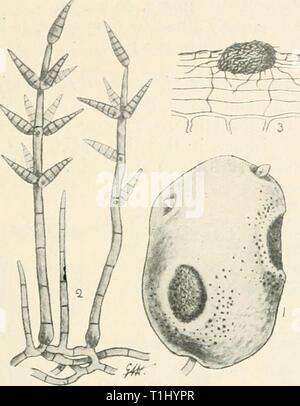 Diseases of cultivated plants and Diseases of cultivated plants and trees  diseasesofcultiv00massuoft Year: [1910?]  SPONDYLOCLADIUM 479 Failure attended all attempts to inoculate roots of carrot, parsnip, and turnip with Spondylodadium, and it is just possible that this parasite may be confined to potatoes. The disease was first reported in this country from Scotland in 1908, and was afterwards met with in England during the same year. It has been reported by Professor Johnson as not uncommon in Ireland. It is also known on the Continent and in the United States. Conidiophores solitary or clu Stock Photo