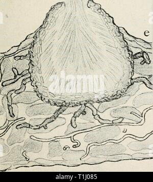 Diseases of truck crops and Diseases of truck crops and their control  diseasesoftruckc00taubuoft Year: [1918]  A' -r, - Stock Photo