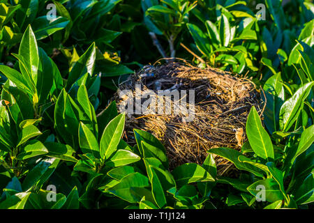 Bird nest hidden in a bush with green leaves, birds home, animal crafted objects Stock Photo