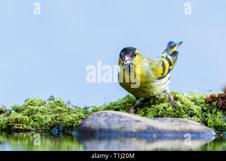 Male siskin in mid Wales in early spring Stock Photo