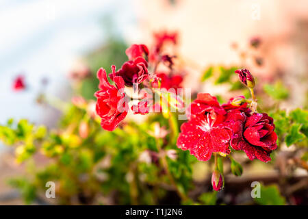 Tuscany Italy with focus on red geranium flowers in garden foreground during sunset sunlight Stock Photo