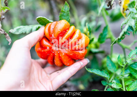 Macro closeup of hand holding picking large ripe orange red ripe heirloom colorful tomato hanging growing on plant vine in garden leaves Stock Photo