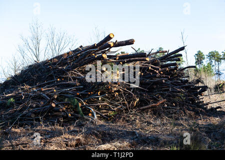 Deforestation in rural areas of the forest with trunks lying on the ground. Stock Photo