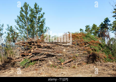 Deforestation in rural areas of the forest with trunks lying on the ground. Stock Photo