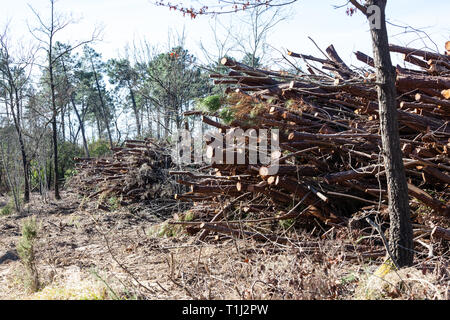 Deforestation in rural areas of the forest with trunks lying on the ground. Stock Photo