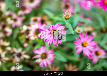 Macro closeup of carpenter bumble bee collecting pollen from pink purple daisy zinnia flower in garden showing detail and texture Stock Photo