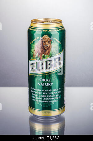 Zubr lager beer isolated on gradient background. Stock Photo