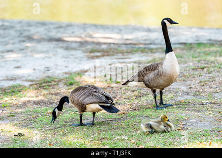 Family goose parents with baby gosling bird chick on lawn grass eating grazing grass plants cute adorable wildlife animals Stock Photo