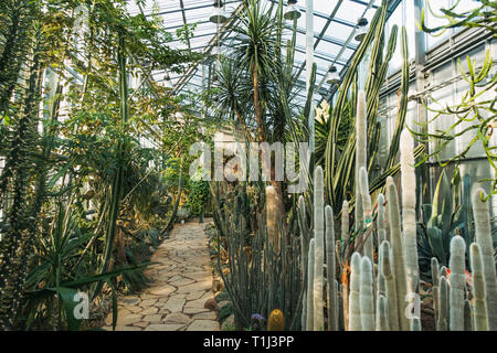 Cactuses and other tropical plants grown in a hot house Stock Photo