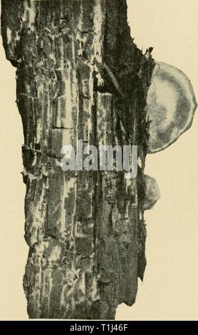 Diseases of economic plants (1910) Diseases of economic plants  diseasesofeconom00stev Year: 1910  Fig. .183. — Fruiting body of Polyporus pinicola upon log rotted by the fungus. After von Schrenk. Stock Photo