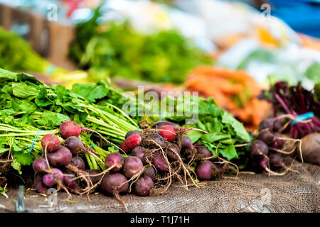 Closeup of many green and red purple radish with greens in farmer's market on display at stall bunches Stock Photo