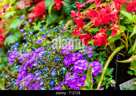 Many colorful tiny purple and blue small flowers with green leaves hanging in pot in garden or florist shop with lobelia and heliotrope Stock Photo