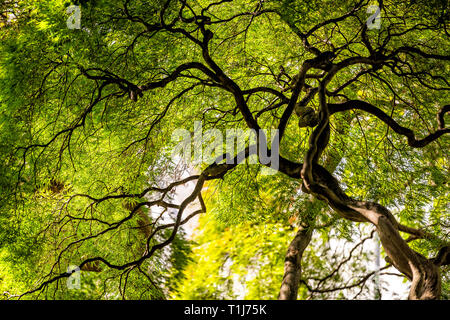 Under large Weeping Viridis Laceleaf Japanese Maple Tree with green yellow summer autumn foliage and winding curved trunk Stock Photo