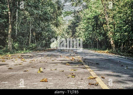 This unique photo shows the road in the wild and natural jungle of Thailand with all the trees on the roadside Stock Photo