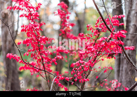 Sourwood tree leaves in forest park autumn vibrant red foliage in Fairfax, Virginia with bokeh background small plant seedling Stock Photo