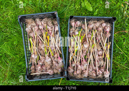 Many bunch of garlic bulb stems in two harvest box crates in farm or garden flat top closeup with roots Stock Photo