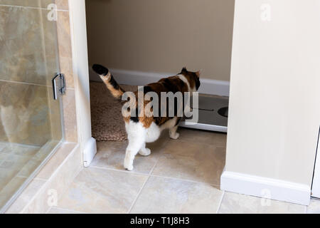 One orange calico cat walking inside modern luxury tiled bathroom in home apartment or house with shower door stepping on restroom scale Stock Photo