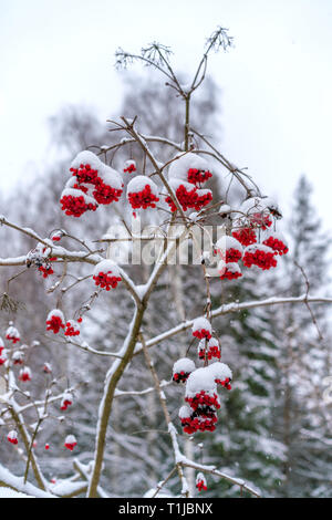 Berries of red viburnum, after winter snowfall.