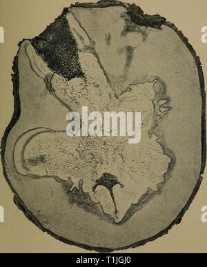 Diseases of economic plants (1910) Diseases of economic plants  diseasesofeconom02stev Year: 1910  Fig. 178. — Fomes igniarius upon maple. After von Schrenk. Stock Photo