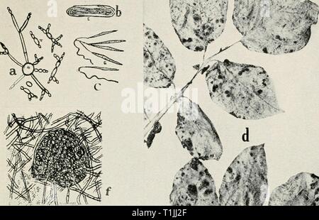 Diseases of truck crops and Diseases of truck crops and their control  diseasesoftruckc00taubuoft Year: [1918] Stock Photo