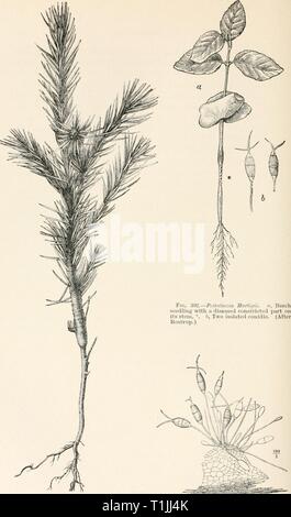 Diseases of plants induced by Diseases of plants induced by cryptogamuc parasites; introduction to the study of pathogenic fungi, slime-fungi, bacteria, and algae. English ed. by William G. Smith  diseasesofplants00tubeuoft Year: 1897  Fig. 301.—PestalozzUi Hariigii. Young Spruce Fig. 308.—Peslalozzia Hartlgii. Conidia and coni- showing constriction just over the surface of the diophores on part of stroma. (After v. Tubeuf.) soil. (After v. Tubeuf.) Stock Photo