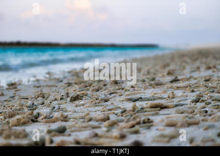 This unique image shows the natural beach of a Maldivian island where coral pieces from the sea have been touched Stock Photo