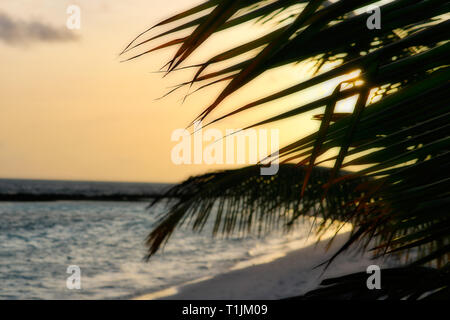 This unique picture shows the sunset in the Maldives. The sun disappears behind a palm tree and the sky turns yellow. Stock Photo