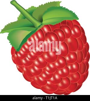 A single raspberry fruit Stock Vector