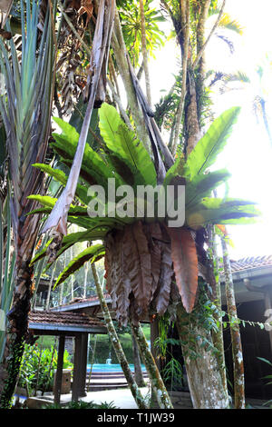 Asplenium nidus or known as Bird's nest fern growing on a tree branch Stock Photo