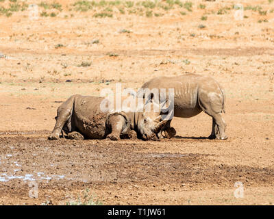 A pair of White Rhino by a watering hole in Southern African savanna Stock Photo