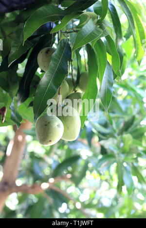 Fresh mango fruits on mango tree Stock Photo