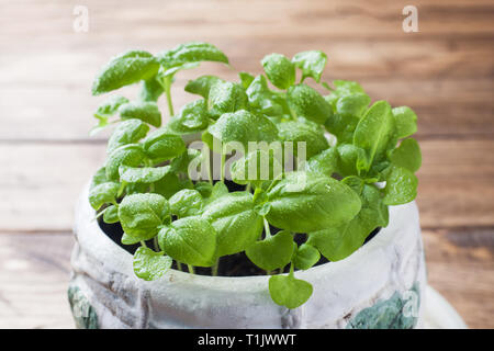 Seedlings of Basil in a ceramic pot. Green seedlings of fragrant grass, young plants, leaves and gardening Stock Photo