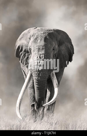 Super tusker African elephant (Loxodonta africana), Craig in his ...