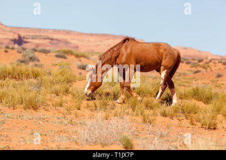 Wild chestnut coloured horse grazing in Monument Valley Stock Photo
