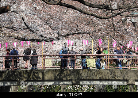 Tokyo, Japan. 27th Mar, 2019. People viewing the cherry blossoms from a bridge over the Meguro River in Tokyo, Japan. Viewing the cherry blossom, or Sakura, has become something of a national past-time for the Japanese, and is a huge draw for tourists. Lasting only about two weeks, it ensures that the most popular viewing areas are always packed. Credit: Paul Brown/Alamy Live News Stock Photo
