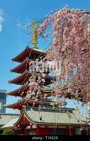Tokyo, Japan. 27th Mar, 2019. A cherry blossom tree beside the five storey pagoda at the Sensoji Temple at Asakusa in Tokyo, Japan. Viewing the cherry blossom, or Sakura, has become something of a national past-time for the Japanese, and is a huge draw for tourists. Lasting only about two weeks, it ensures that the most popular viewing areas are always packed. Credit: Paul Brown/Alamy Live News Stock Photo