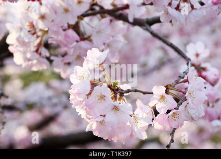 Tokyo, Japan. 27th Mar, 2019. Fully bloomed cherry blossoms are displayed in Tokyo on Wednesday, March 27, 2019. Japan Meteorological Agency announced cherry trees came into fully bloom at Tokyo Metropolitan area on March 27. Credit: Yoshio Tsunoda/AFLO/Alamy Live News Stock Photo