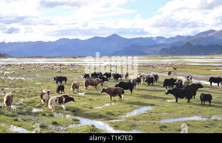 (190327) -- LHASA, March 27, 2019 (Xinhua) -- Photo taken on Aug. 27, 2017 shows cattle and sheep on the grassland in southwest China's Tibet Autonomous Region. Tibet's 2018 GDP reached 147.76 billion yuan (22 billion U.S. dollars), about 191 times more than the 1959 figure calculated at comparable prices, said a white paper released Wednesday by China's State Council Information Office.     Through 60 years of hard work, the people in Tibet have seen agriculture and animal husbandry become increasingly modernized, said the white paper, titled 'Democratic Reform in Tibet -- Sixty Years On.' (X Stock Photo