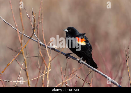 Male  red-winged blackbird (Agelaius phoeniceus) sitting on a branch of a bush.