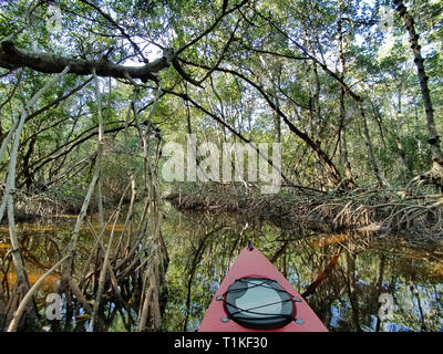 Red kayak in a mangrove tunnel between Coot Bay Pond and Coot Bay in Everglades National Park, Florida. Stock Photo